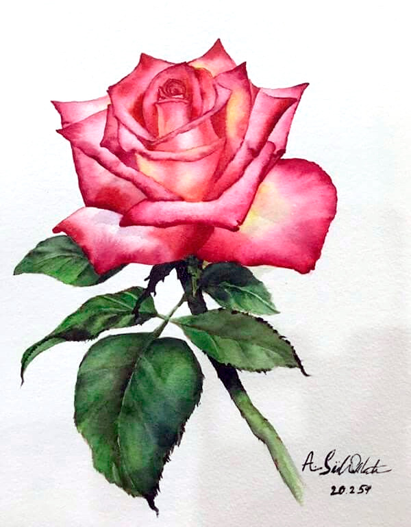 красивая роза