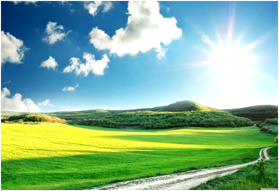 поле под солнцем