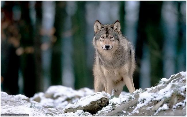 фото животного