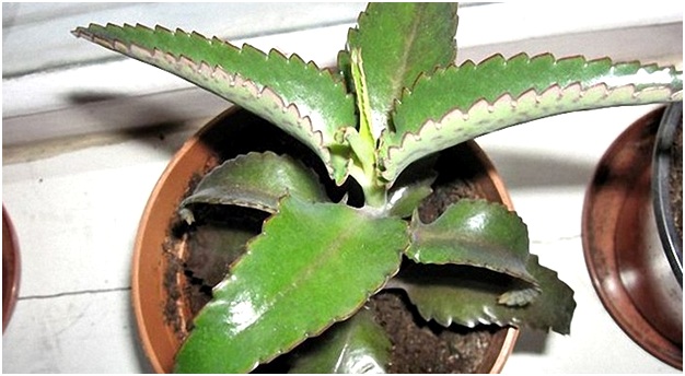 лечебная разновидность