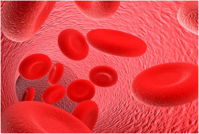 красные тельца