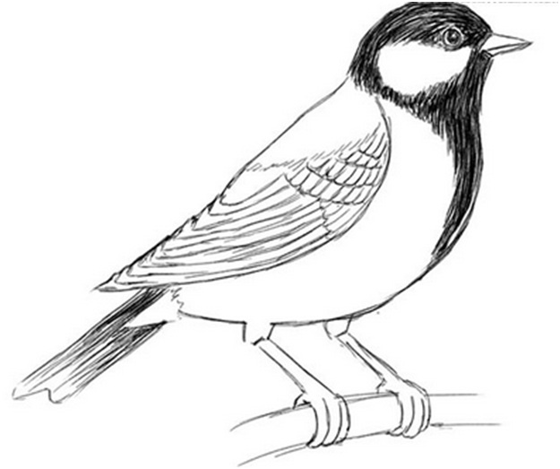 черно-белая синица