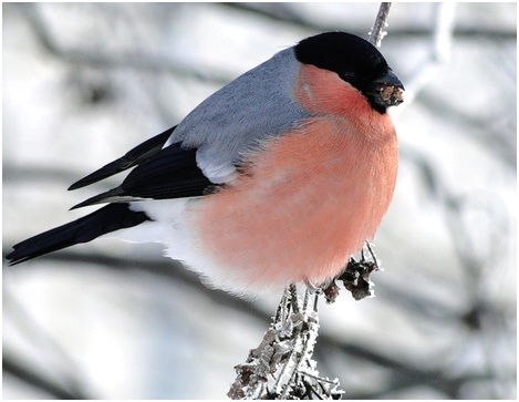 снегирь на ветке