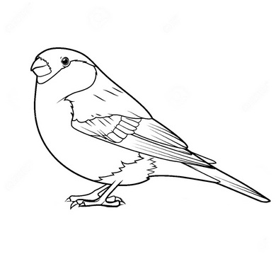 черно-белый снегирь