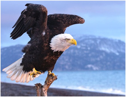 гордый орел