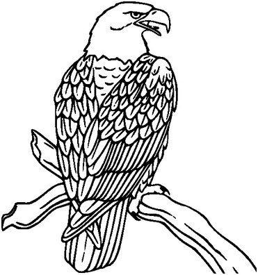 черно-белый орел