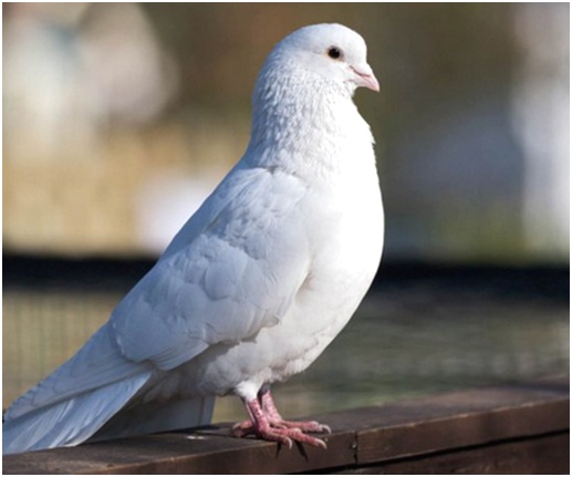 белый голубь