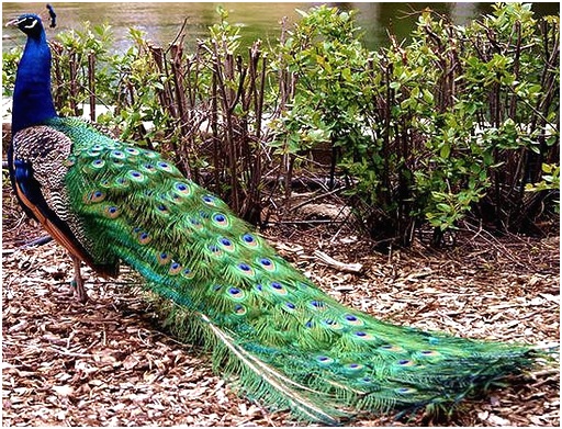 закрытый хвост