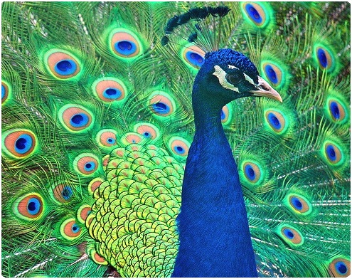 красивейшая птица