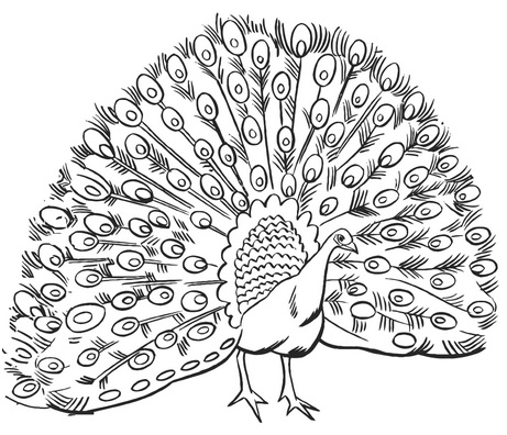 раскрытый хвост