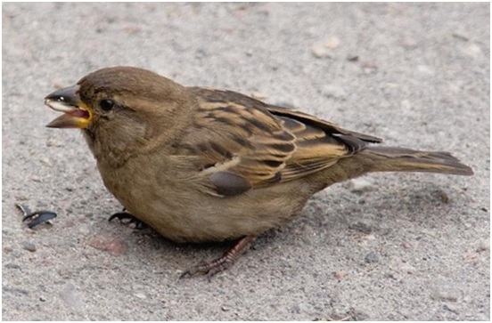 сидящий воробей