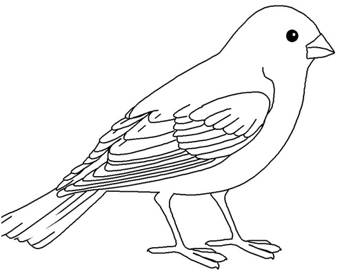 черно-белый воробей