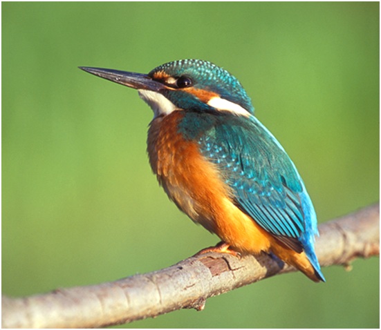 зимородок на ветке