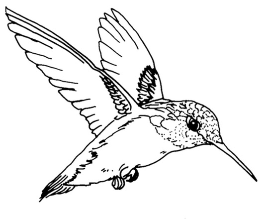 черно-белый зимородок