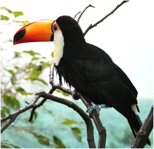 большой тукан