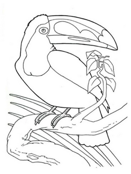 черно-белый тукан