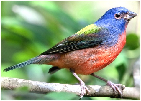 расписная овсянка