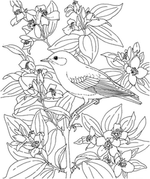 овсянка в цветах