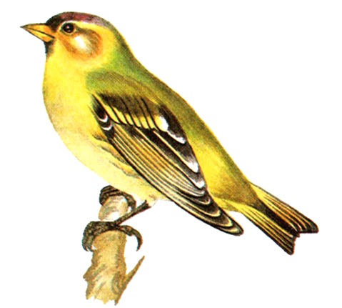 чиж на ветке