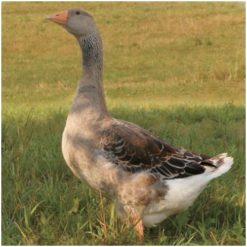 горделивый гусь