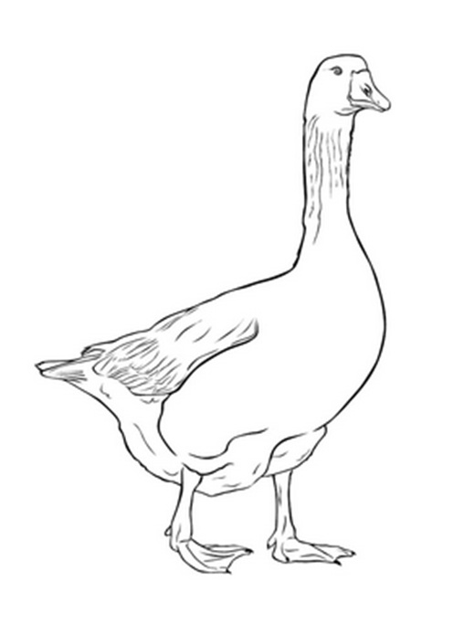 черно-белый гусь