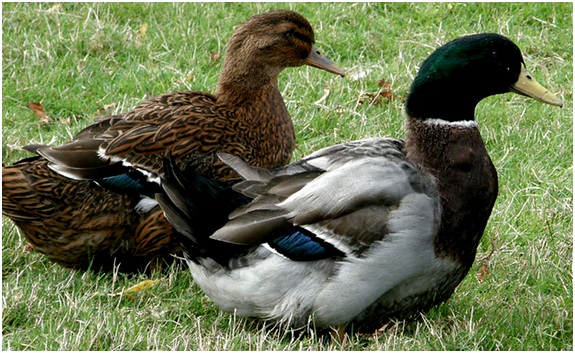 утка и селезень