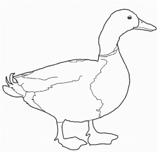 черно-белая утка