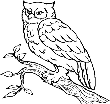 сова на ветке
