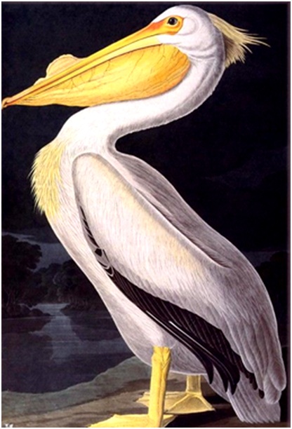 пеликан на берегу