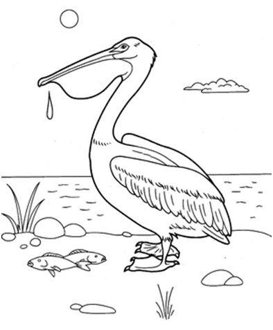 черно-белый пеликан