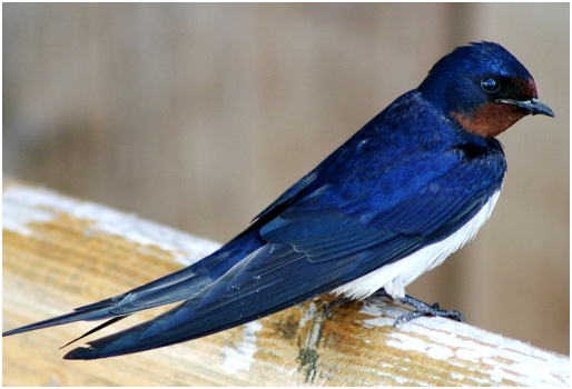 деревенская ласточка