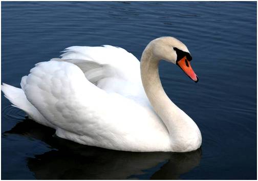 грациозный лебедь