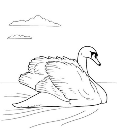 лебедь на воде