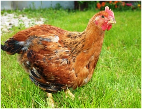 курочка ряба