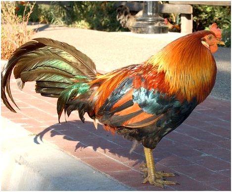 красивый петух