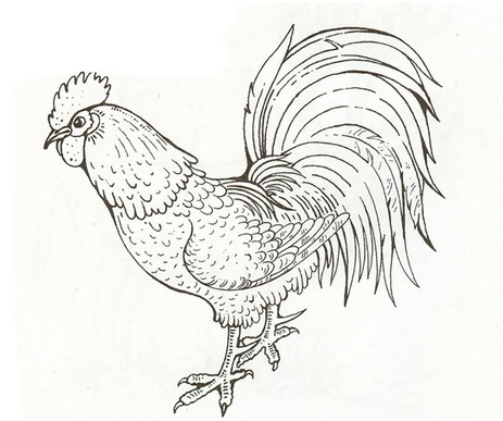 черно-белый петух