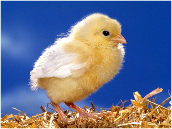 желтый ципленок