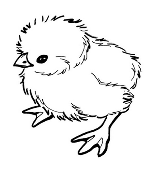 маленький ципленок