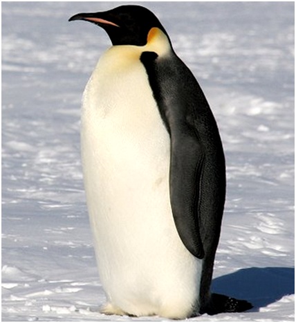 императорский пингвин