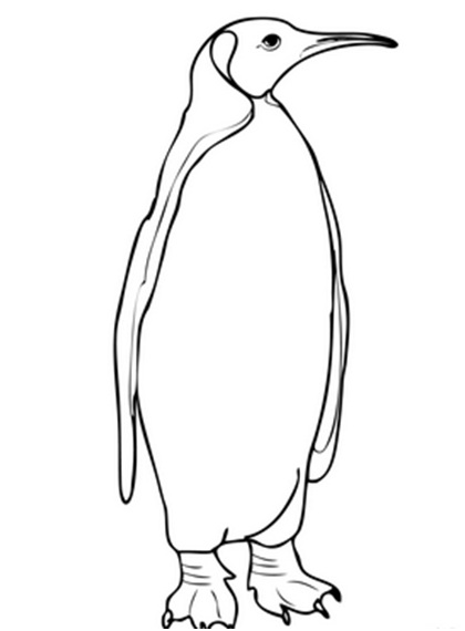 черно-белый пингвин