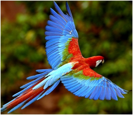 попугай ара