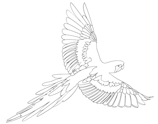 попугай в полете