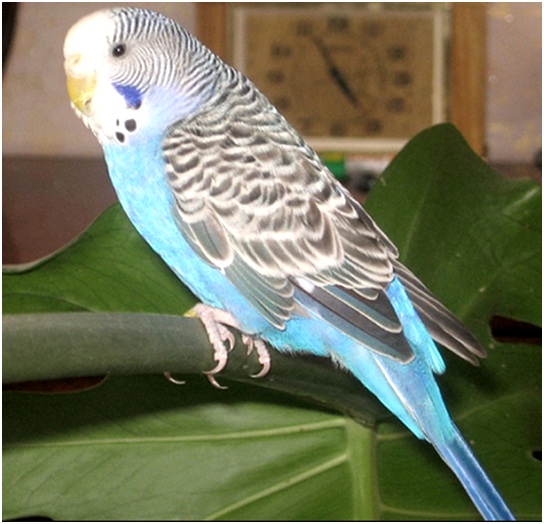 волнистый попугайчик