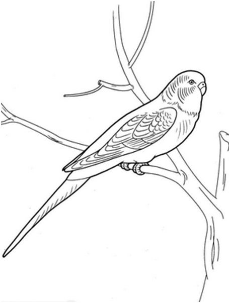 попугай на ветке