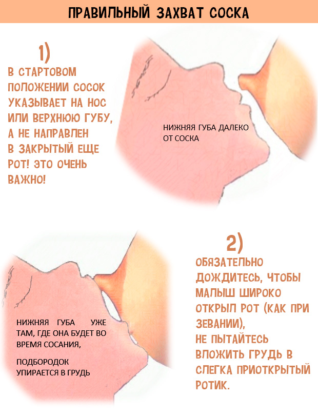 правильный захват соска