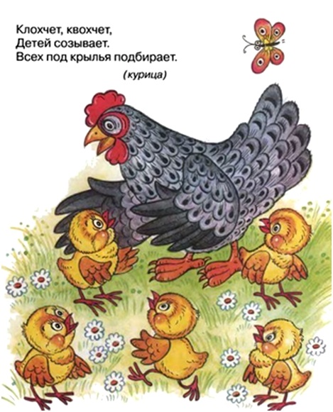 про курочку