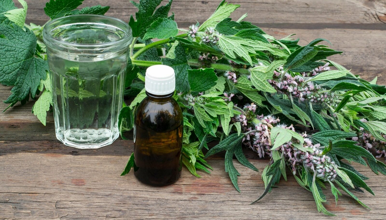 Настойка пустырника - фото