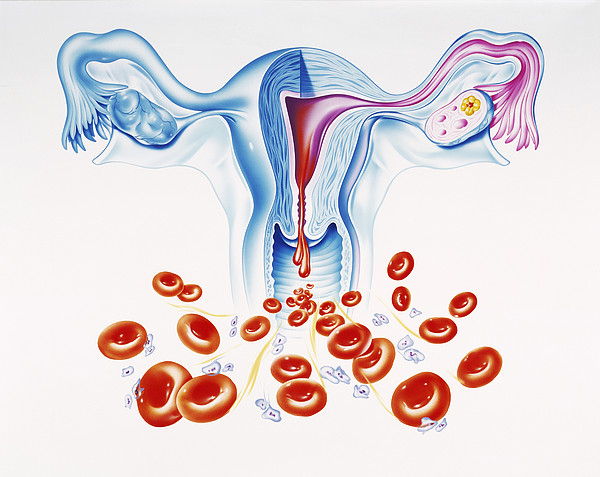 1-menstruation-john-bavosi