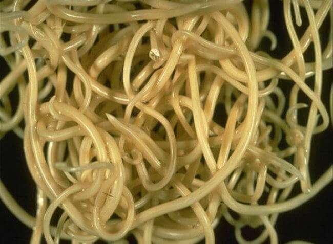 snishaetsya ves rezko