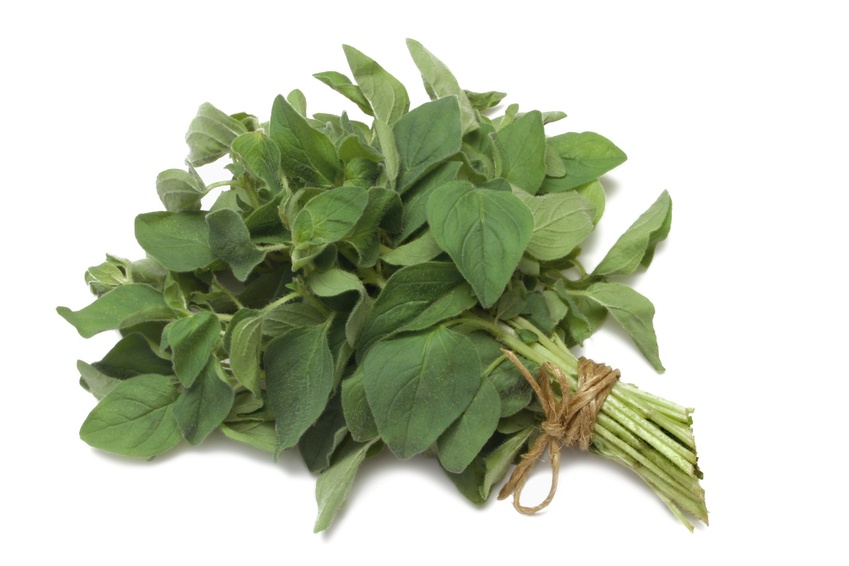 oregano - pot marjoram